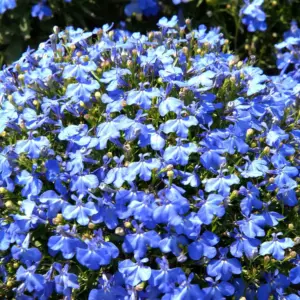 Lobelia przylądkowa Niebieska