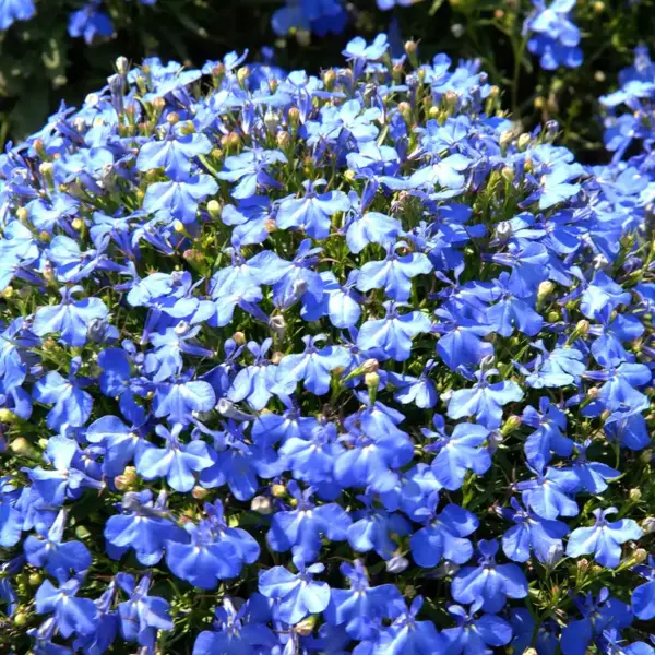 Lobelia przylądkowa Niebieska