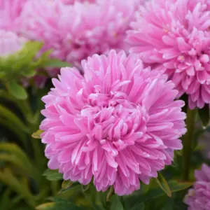 Aster peoniowy amarantowy