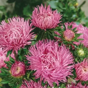 Aster chryzantemowy Ametyst