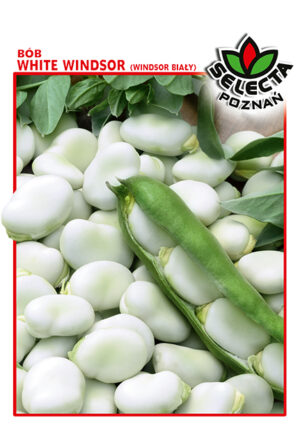 Bób White Windsor - 50 g