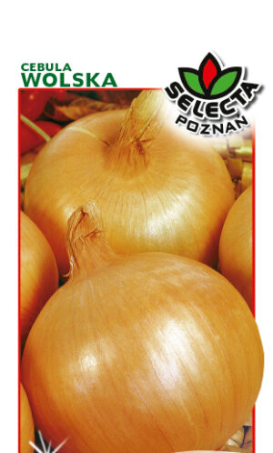 Cebula Wolska