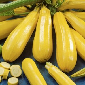 Dynia Cukinia Goldena
