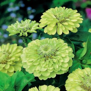 Cynia daliowa Envy