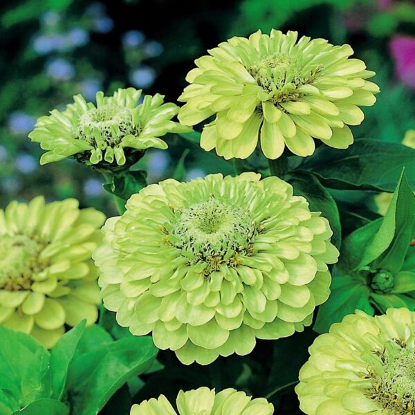 Cynia daliowa Envy