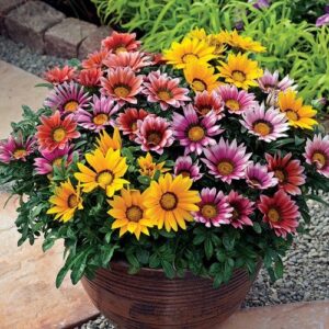 Gazania błyszcząca MIX