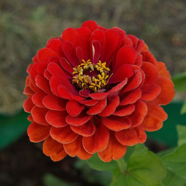 Cynia daliowa Jowita