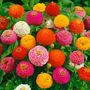 Cynia daliowa Liliput MIX