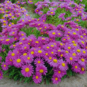 Aster karłowy Petite MIX