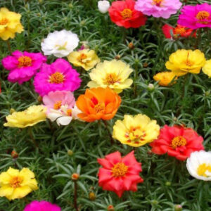 Portulaka wielokwiatowa MIX