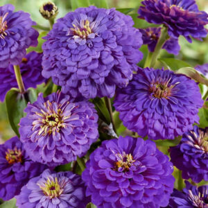 Cynia daliowa Purple Prince