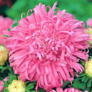 Aster chryzantemowy Rosita