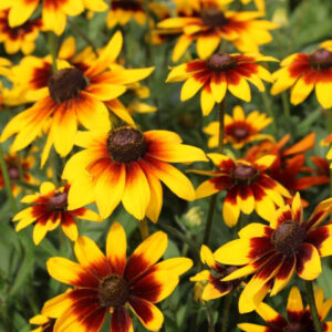 Rudbekia Rebeka