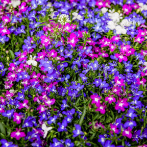 Lobelia zwisająca MIX