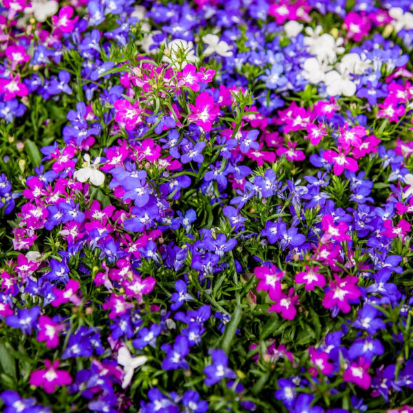 Lobelia zwisająca MIX