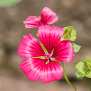 Ślęzawa malope MIX