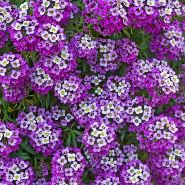 Smagliczka nadmorska (fioletowa lub MIX)