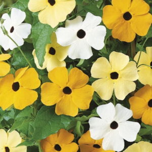 Tunbergia MIX