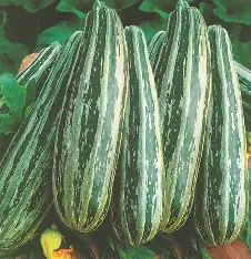 Dynia zw. Cukinia Coucourzelle 2g