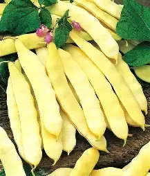 Fasola zw. Wstęga 30g