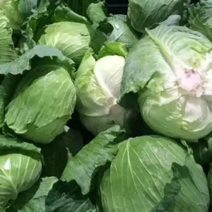 Kapusta Sława z Gołębiewa 2g