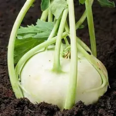 Kalarepa Wiedeńska Biała 1g