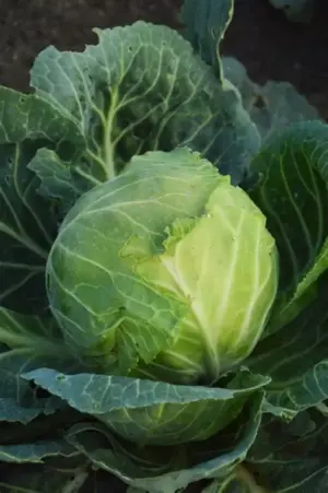 Kapusta Ditmarska Najwcześniejsza 2g