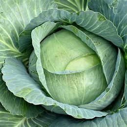 Kapusta Kamienna Głowa INKRUST. 2g