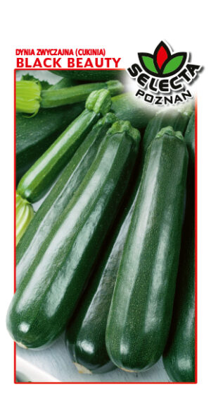 Dynia zw. Cukinia Black Beauty 2g