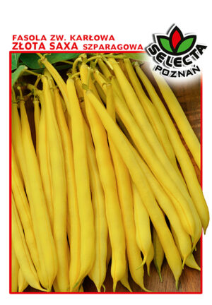 Fasola zw. Złota Saxa