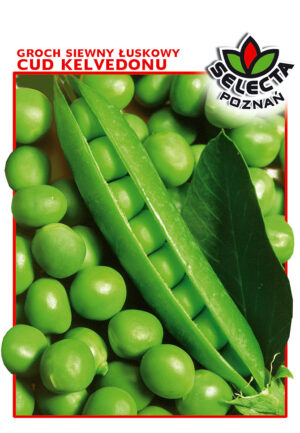 Groch łuskowy Cud Kelvedonu 50g