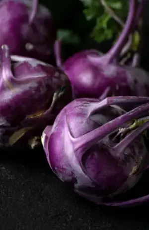 Kalarepa Delikatess Blauer 1g