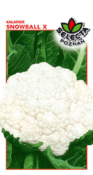 Kalafior Snowball X 1g