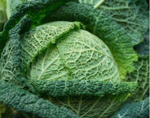 Kapusta Vertus II 2g